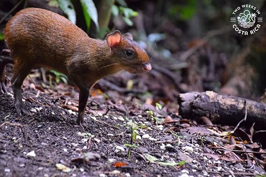 a small animal in the forest in monteverde