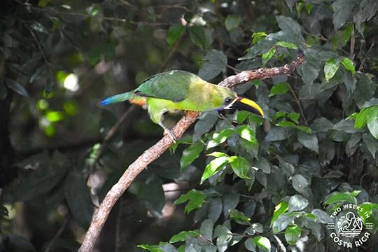 a green emerald toucanet bird in monteverde costa rica
