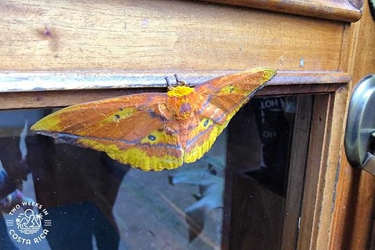 a colorful orange and yellow moth on a door