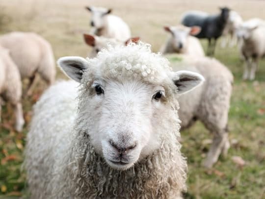 The Problem with Comparing Bathsheba to a Sheep