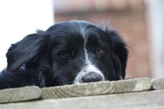 Close-up of a black and white dog resting its head on a wooden surface, with a soft expression.