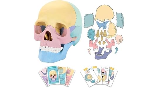 2025 skull model kit