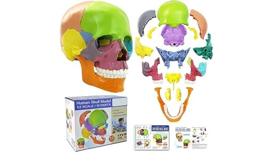 15 part human skull model