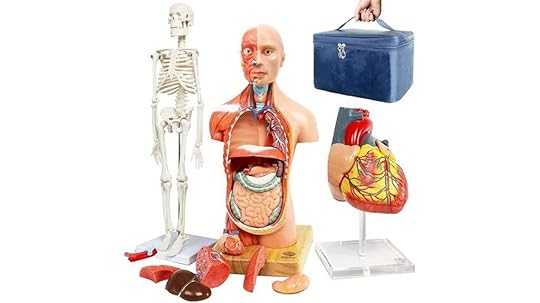 set of 3 anatomical models