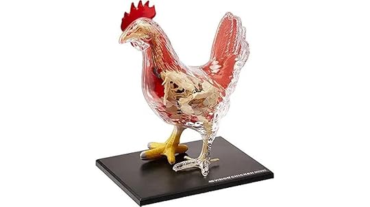 chicken skeleton anatomy model