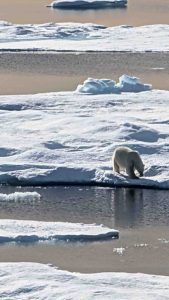 Polar bear on ice flow