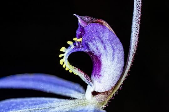 Orchids are impossible flowers made possible by animals