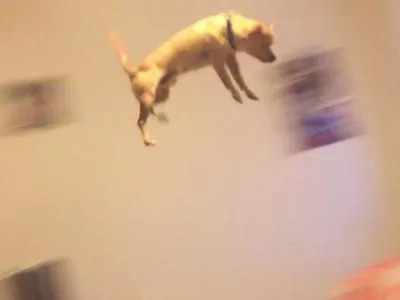 image of a dog jumping, its not clear where hes jumping to, or how high he is off the ground. He must be in danger, he is too high. He must be jumping to conclusions.