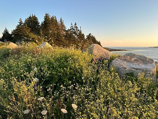 Trees, rocks, ocean, late evening sky, Queen Anne’s lace