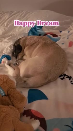 sharky-happy-dreams-mp4