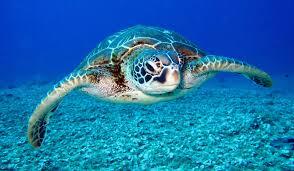 Loggerhead