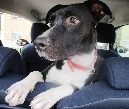 When pets bring comfort from Spirit