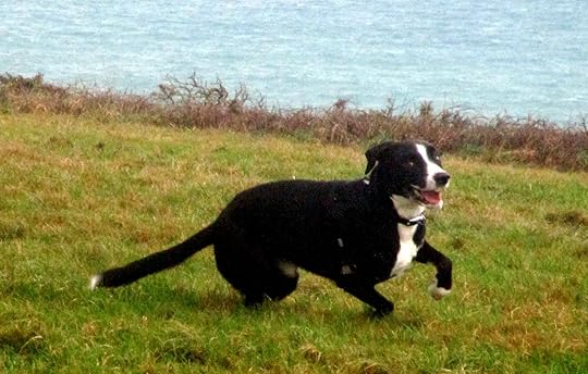 When pets bring comfort from Spirit