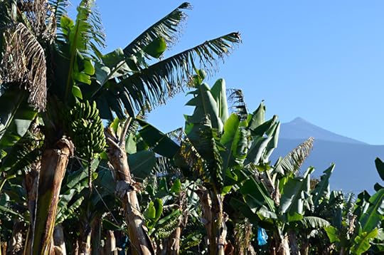 The banana road in Puerto de la Cruz, Tenerife