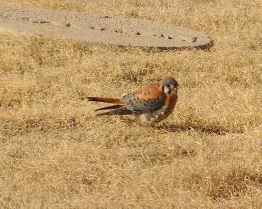 American Kestrel