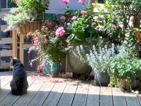 Big tabby cat sitting on a deck surrounded by flower pots and watching the ramp for intruders
