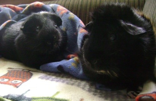 Rachel E Smith guinea pigs Salem and Hen Wen