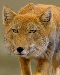 🗻🦊🗻 #TibetanSandFox101 The Tibetan fox (Vulpes ferrilata), also known as Tibetan sand fox, is a species of true fox endemic to the high Tibetan Plateau, Ladakh plateau, Nepal, China, Sikkim, and Bhutan,