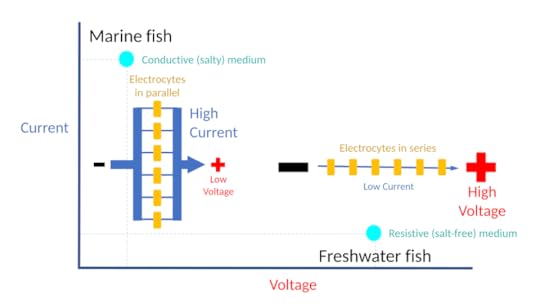 https://commons.wikimedia.org/wiki/File:Impedance_matching_in_electric_fishes.svg