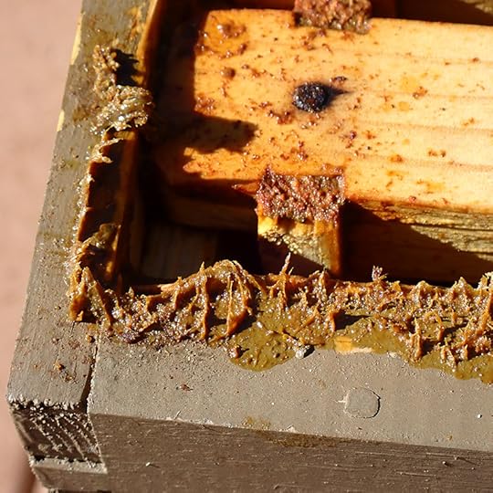 propolis in beehive
