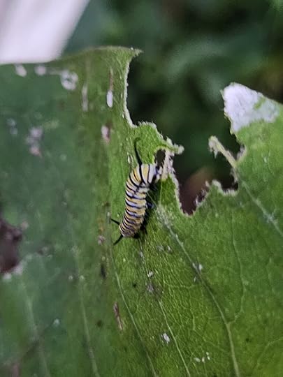 Caterpillars eating milkweed