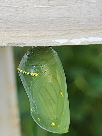 Chrysalis 