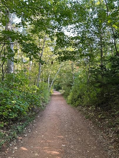 Lover’s Lane: a path through the woods with a row of white birches and sunlight on green leaves