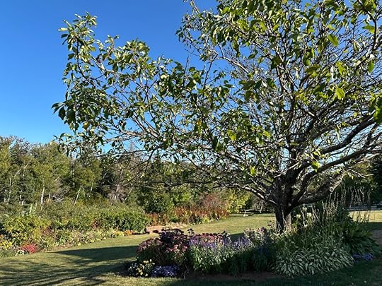 The garden at Green Gables