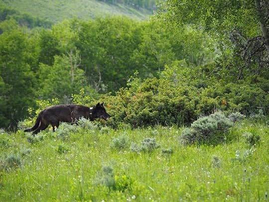 A Collared wolf moves through greenery. Photo courtesy Colorado Parks and Wildlife