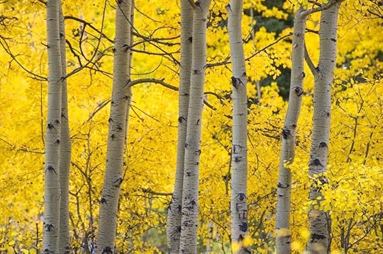 Aspens show their golden colors Tuesday, Sept. 20, 2016, on Guanella Pass near Georgetown, Colo. (The Gazette, Christian Murdock)