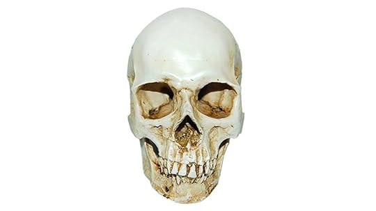realistic skull resin model