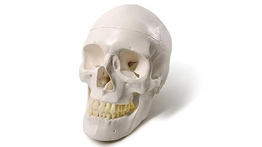 adult human skull model
