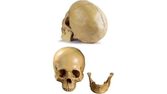 realistic resin skull model