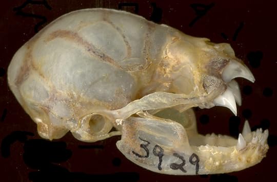 Common Vampire Bat Skull