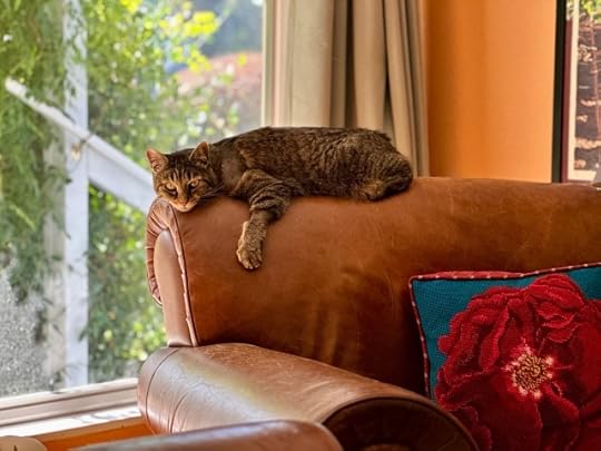 Tabby cat draped leopard like over the back of a leather armchair displays many shaved patches of fur and glares, though looks very soft and fetching against the sun coming through the window