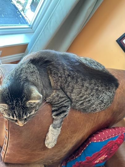 Tabbycat showing two shaved patches, one small one like a shave wristlet around his left foreleg, one very large one covering this left shoulder and upper leg