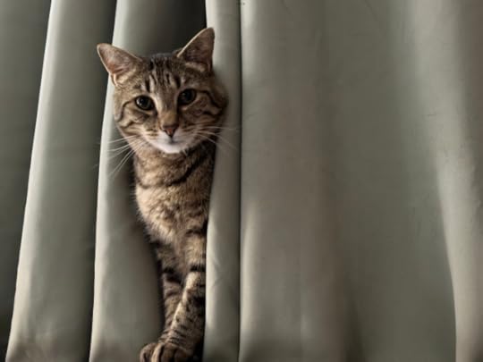 Dashing-looking tabby cat puts his head and shoulders through green velvet curtains; he has a small, tasteful Heidelburg-duelling-scar style mark on his nose