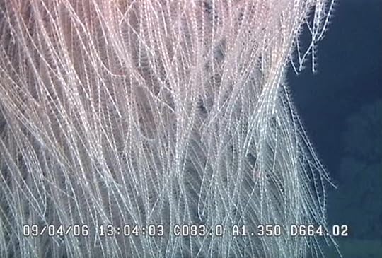 close up image of branches of deep sea coral named after star wars character Chewbacca