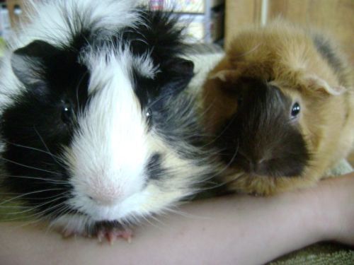 Rachel E Smith guinea pigs Finny and Ozma 