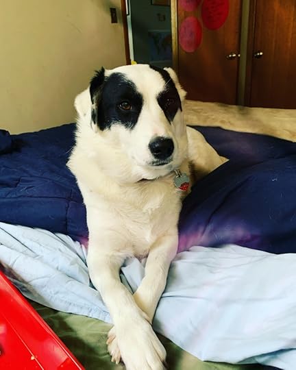 Rocket the Wonder Dog, my first reader