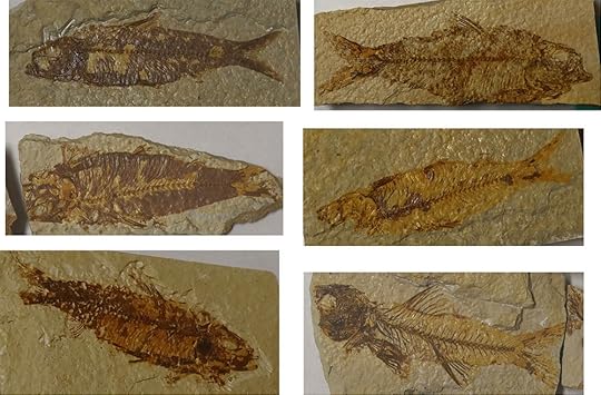 Images of fish fossils from the Green River Formation collected by Russ and Mary Colson