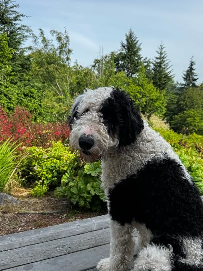 A black and white dog sitting on a deck