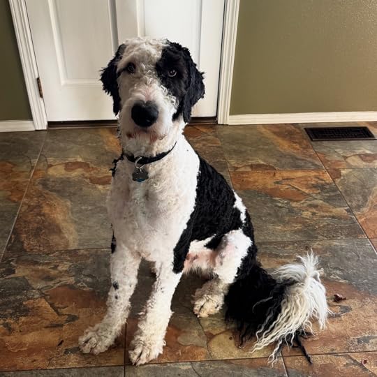 A black and white dog sitting on tiles.