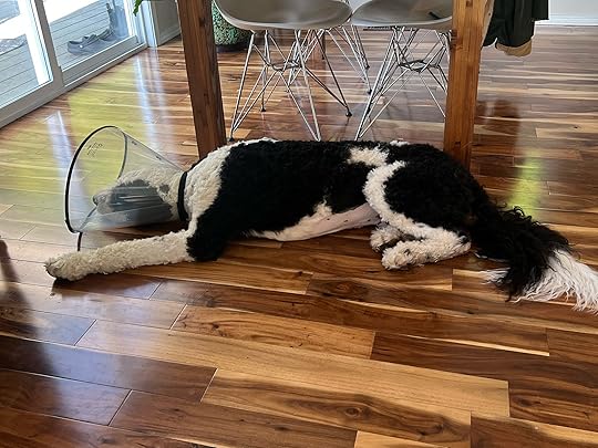 A black and white dog laying on the ground wearing a cone.