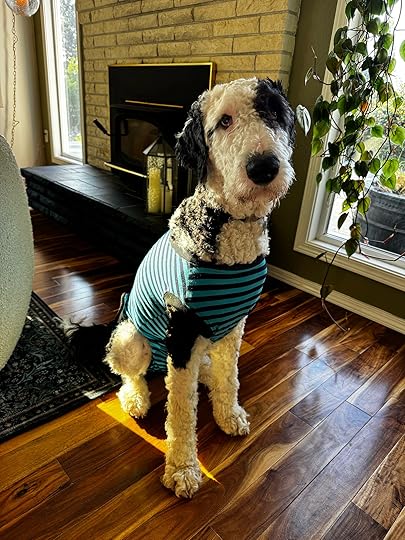 A black and white dog wearing PJ