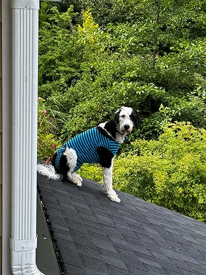 A black and white dog wearing PJs and sitting on a roof.