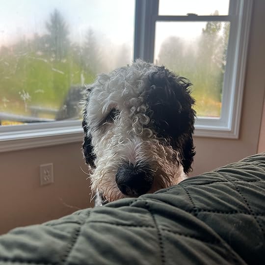 A black and white dog peaking over the back of a couch.