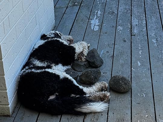 A black and white dog sleeping on a deck surrounded by large rocks.