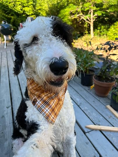A black and white dog wearing a bandana.