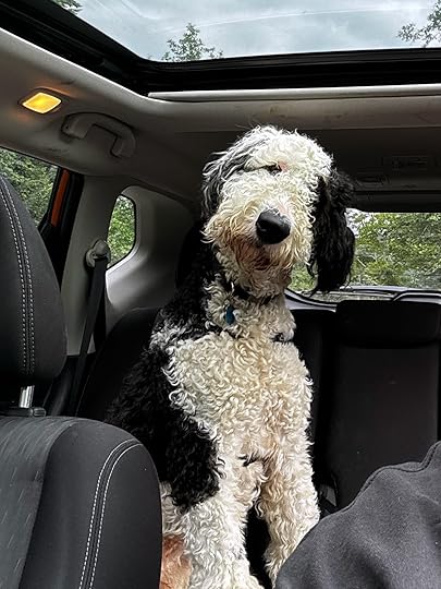 A black and white dog in the backseat of a car tilting his head to the side.